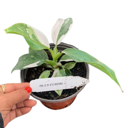 4" Philodendron White Wizard